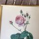 Illustration Feared, lettuce leaf rose