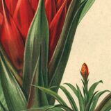 Botanical engraving from 1896 by Descamps-Sabouret • Caraguata conifer • Old lithograph