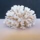 Corail blanc authentique