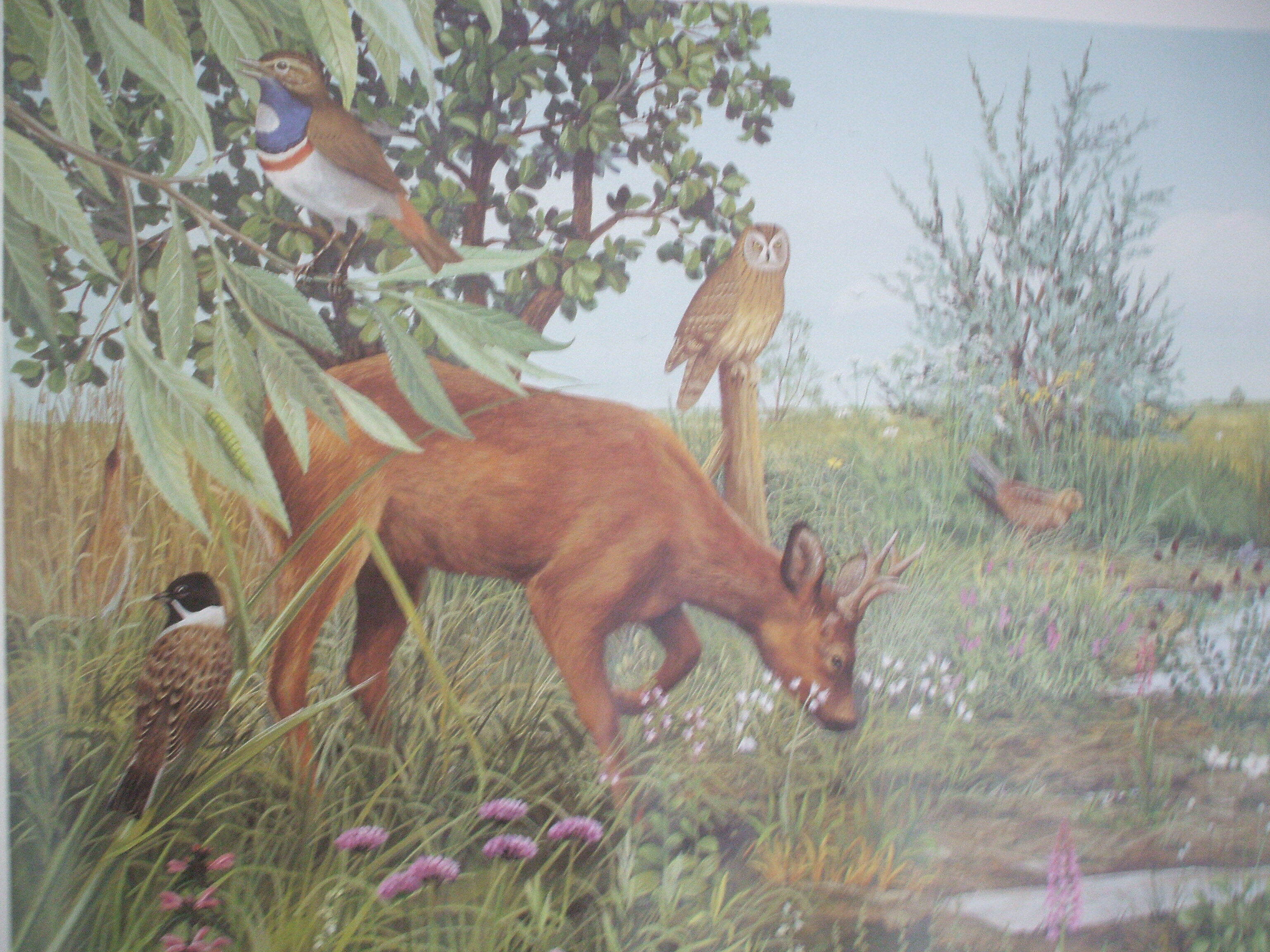 Affiche "Marais et Tourbière" éditée par la "Frapna"