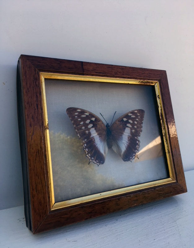 Butterfly frame