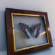 Butterfly frame
