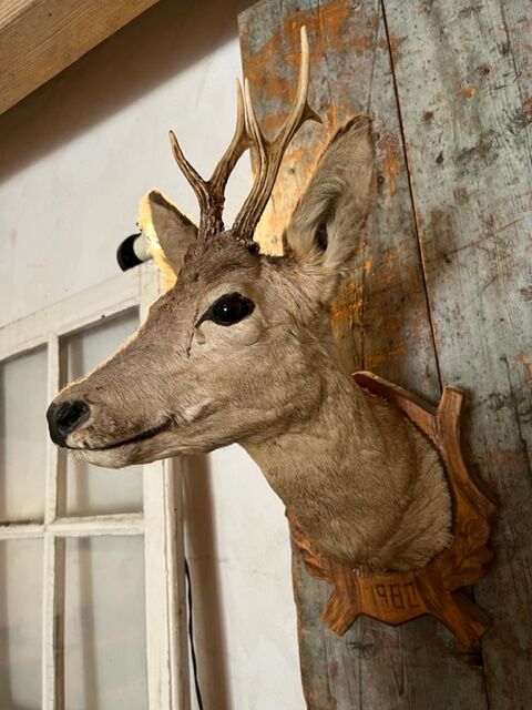 Deer Hunting Trophy