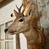 Deer Hunting Trophy