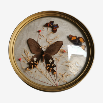 Table of framed butterflies