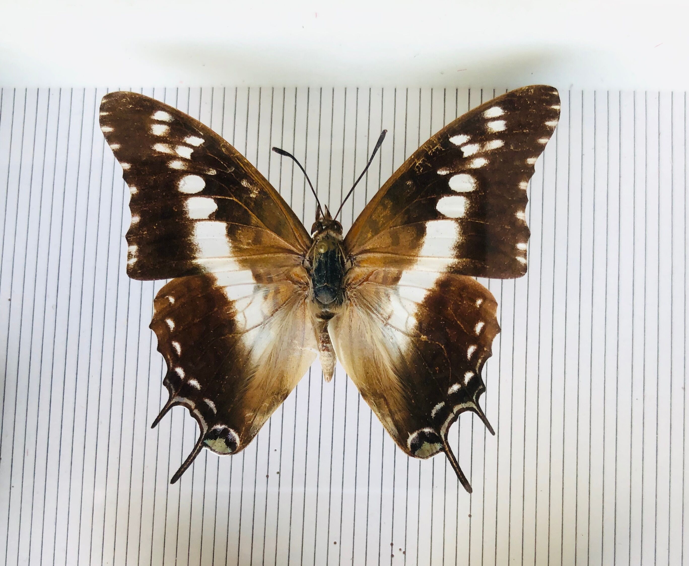 Entomological box of 19 butterflies
