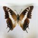 Entomological box of 19 butterflies