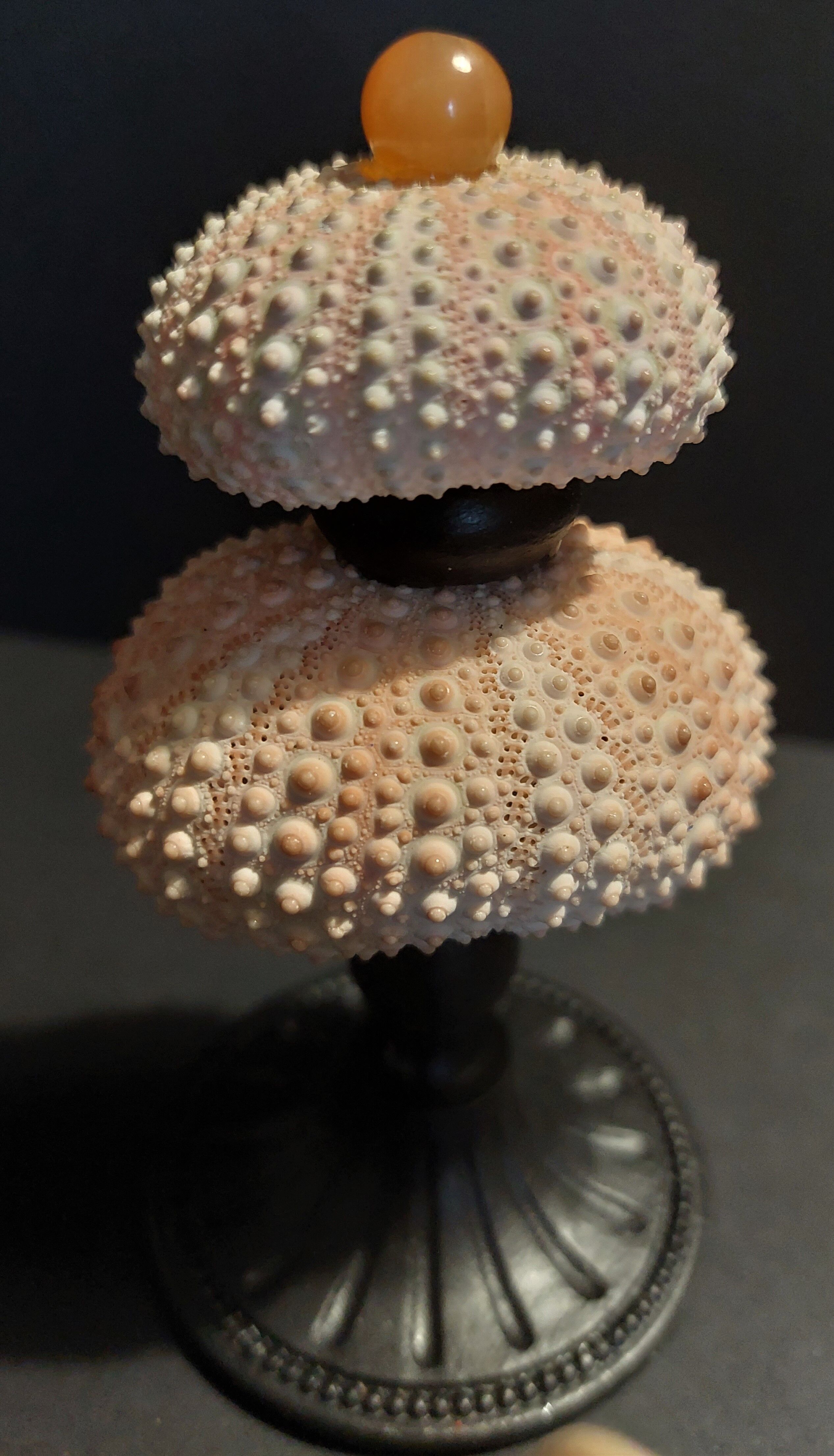 Cabinet of Curiosities sea urchins paracentrotus lividus on pedestal