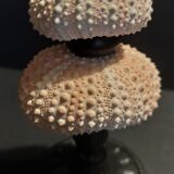 Cabinet of Curiosities sea urchins paracentrotus lividus on pedestal