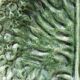 Cabbage leaf dish in slip, Aejitma, Vallauris
