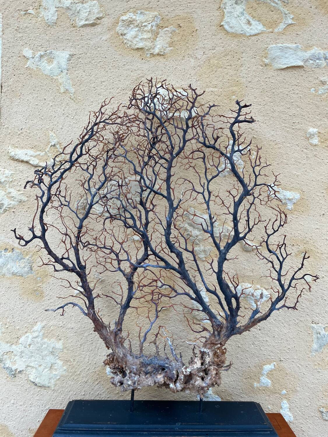 Large ancient natural gorgon mounted on a base.