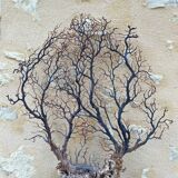 Large ancient natural gorgon mounted on a base.