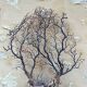 Large ancient natural gorgon mounted on a base.