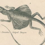 Antique engraving on reptiles : various lizards, pl3, 1828