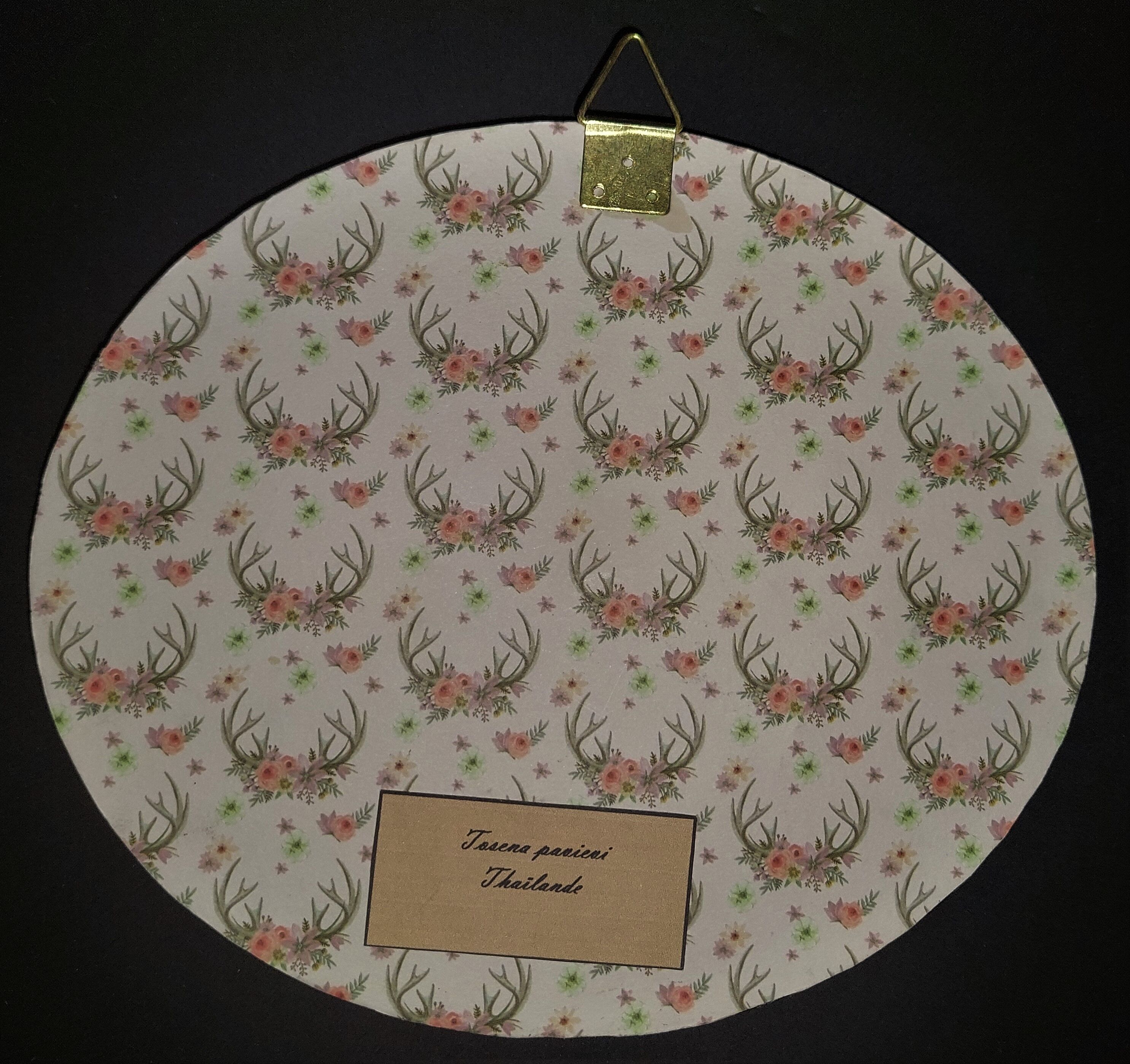 Natural History Entomology oval frame with cicada tosena paviei