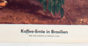 Harvest of coffee in Brasil, 1951