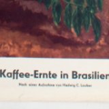 Harvest of coffee in Brasil, 1951