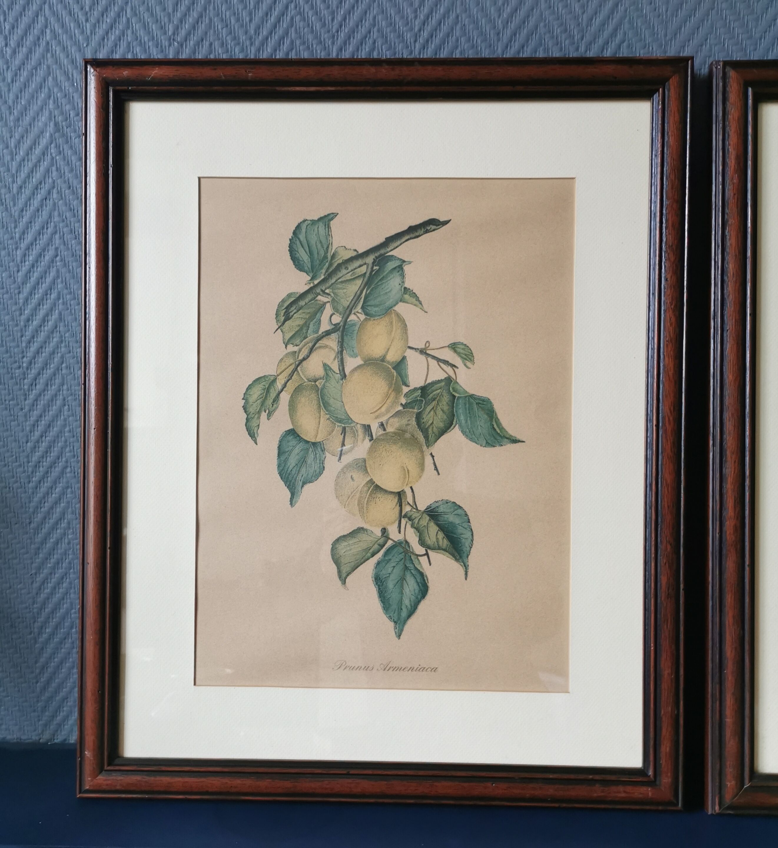 2 tableaux reproduction poires et prunes