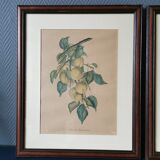2 tableaux reproduction poires et prunes