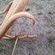 Rocking-chair en bois de cannage