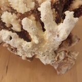 White coral from the 70s