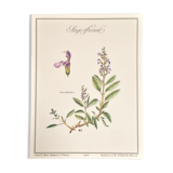 Planche botanique sauge officinale