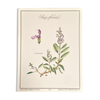 Planche botanique sauge officinale