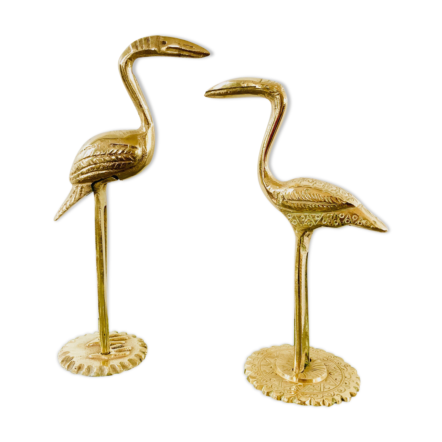 Couple of birds ibis or brass herons