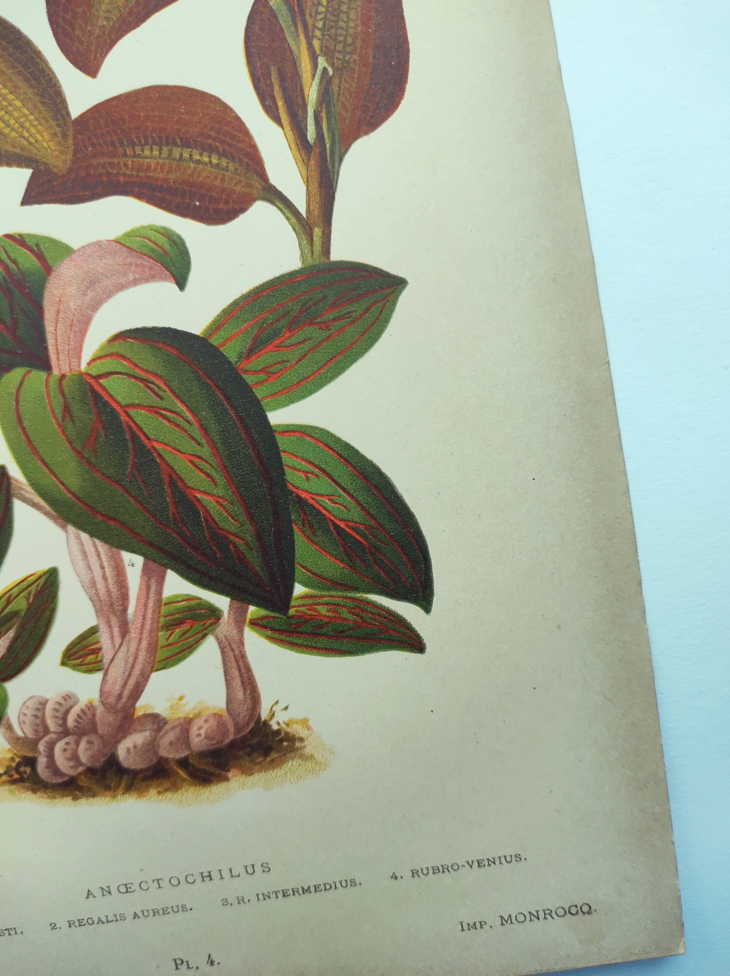 Botanical engraving from 1897 - Anoectochile - Original plate. Ancient nature lithograph of flower