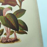 Botanical engraving from 1897 - Anoectochile - Original plate. Ancient nature lithograph of flower