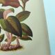 Botanical engraving from 1897 - Anoectochile - Original plate. Ancient nature lithograph of flower