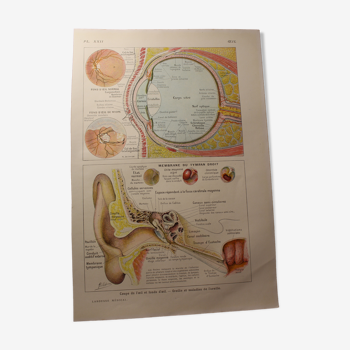 Planche médicale anatomie l'oeil
