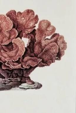 Planches de bestiaire museum d'histoire naturelle Le corail