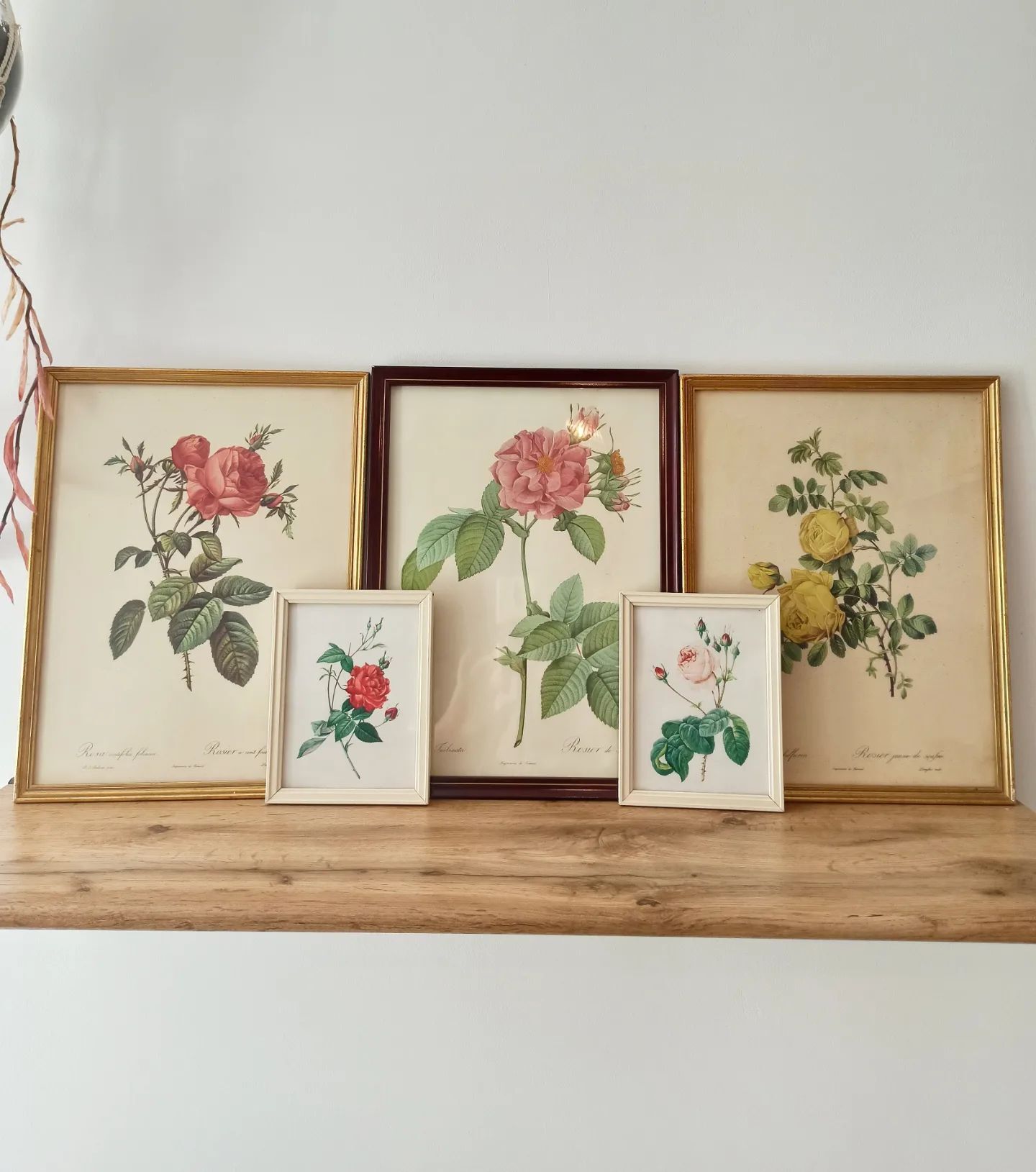 Lithographie rose Redouté