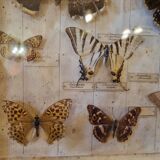 Entomology box butterflies