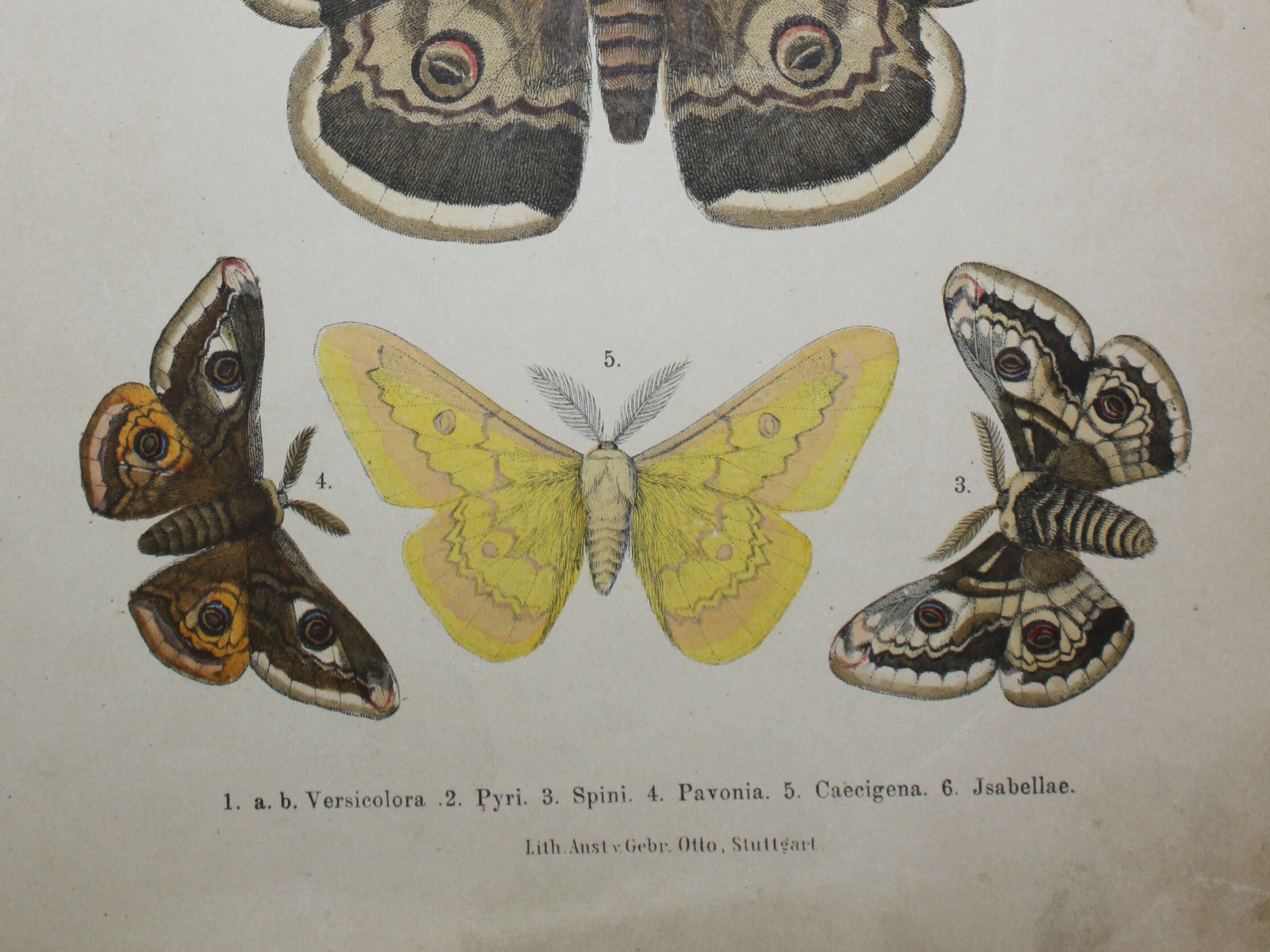 Lithographie papillons versicolora gravure de 1887 ancienne, lépidoptere planche original