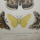 Lithographie papillons versicolora gravure de 1887 ancienne, lépidoptere planche original