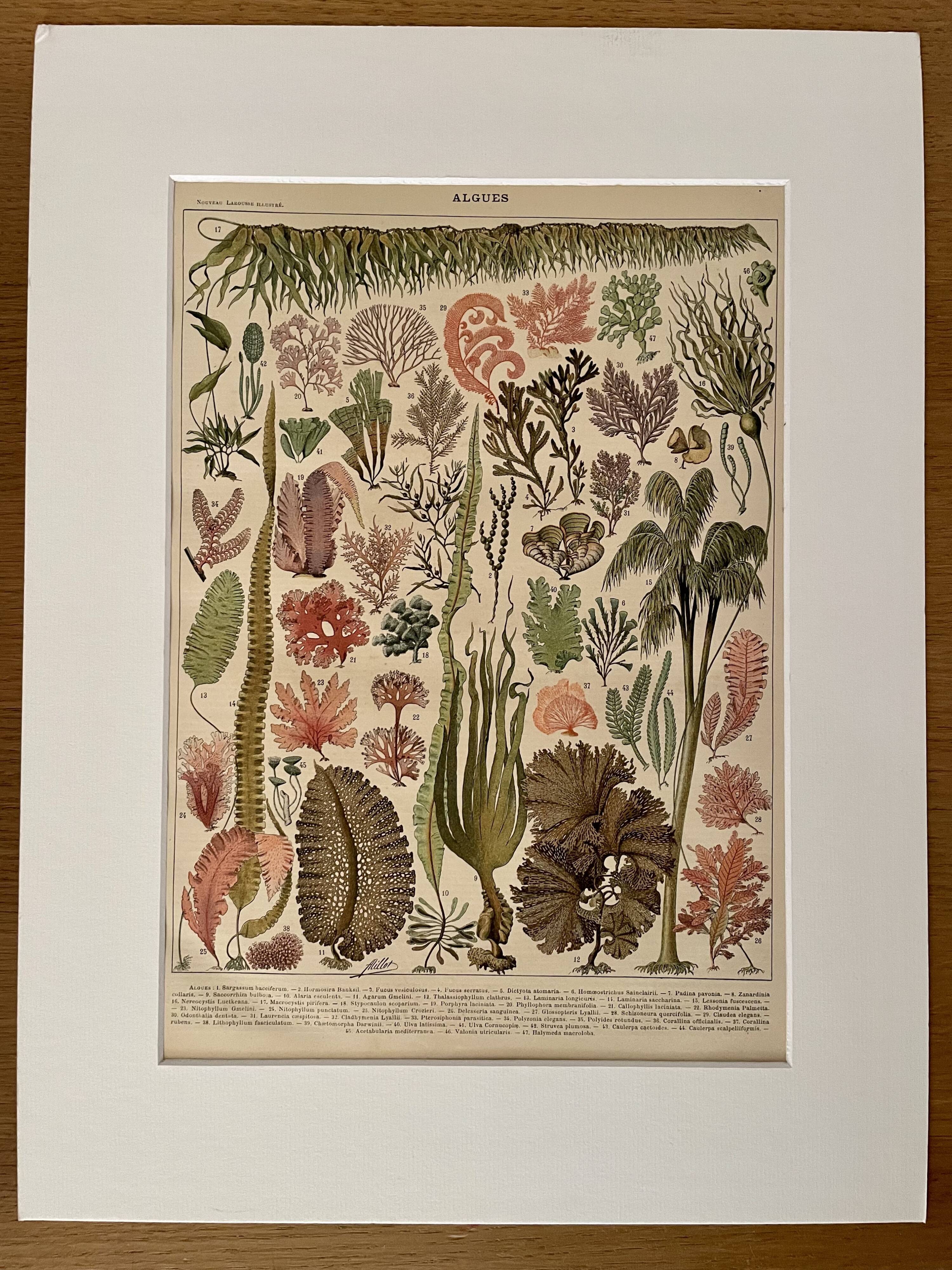 Lithographie sur les algues - 1900