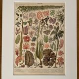 Lithograph on algae - 1900