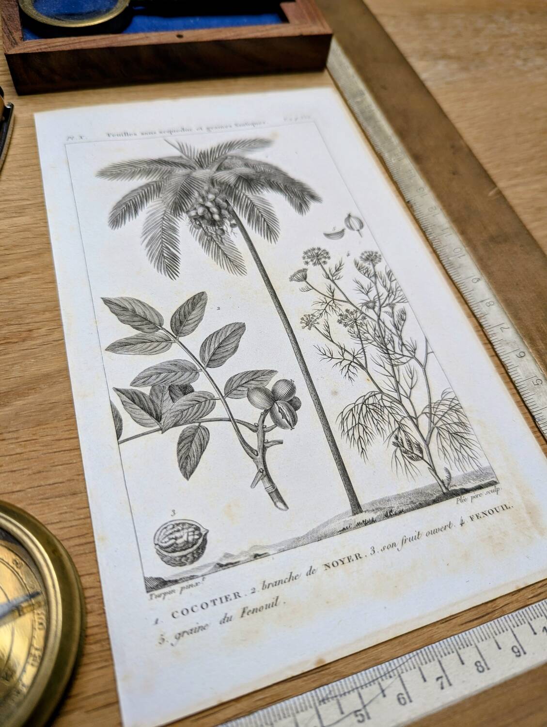 Printed in 1818, coconut tree, walnut and fennel. By Saint-Pierre.