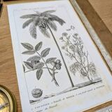Printed in 1818, coconut tree, walnut and fennel. By Saint-Pierre.