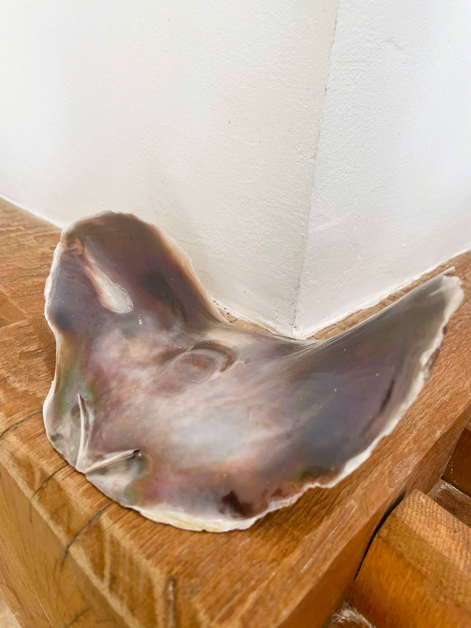 Large seashell: Placuna