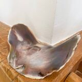 Large seashell: Placuna