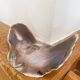 Large seashell: Placuna