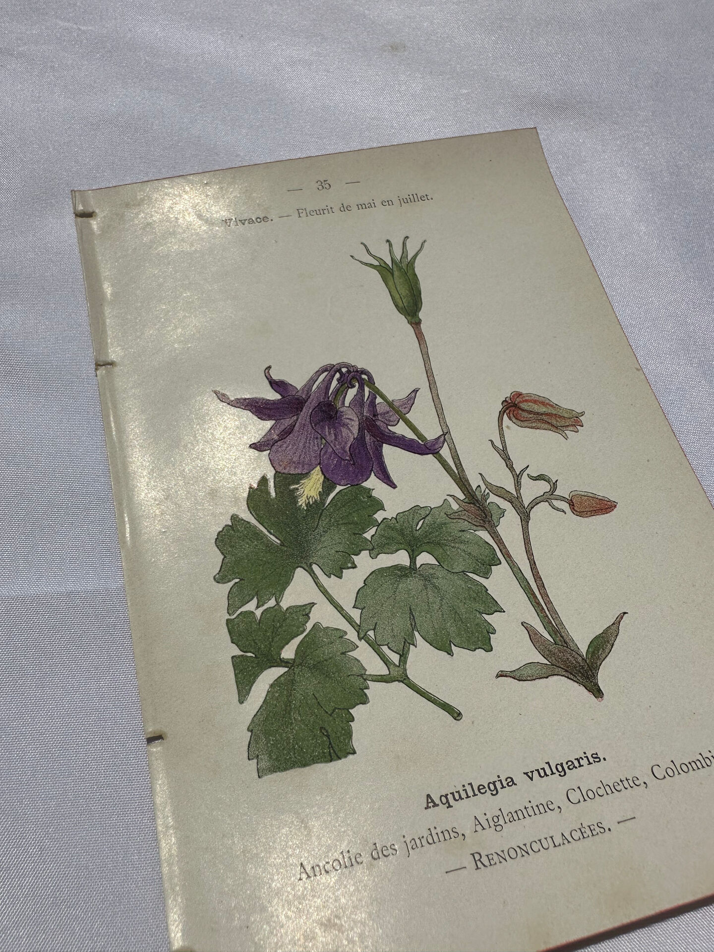Gravure botanique 1800 double face planche naturaliste fleur de France