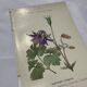 Gravure botanique 1800 double face planche naturaliste fleur de France