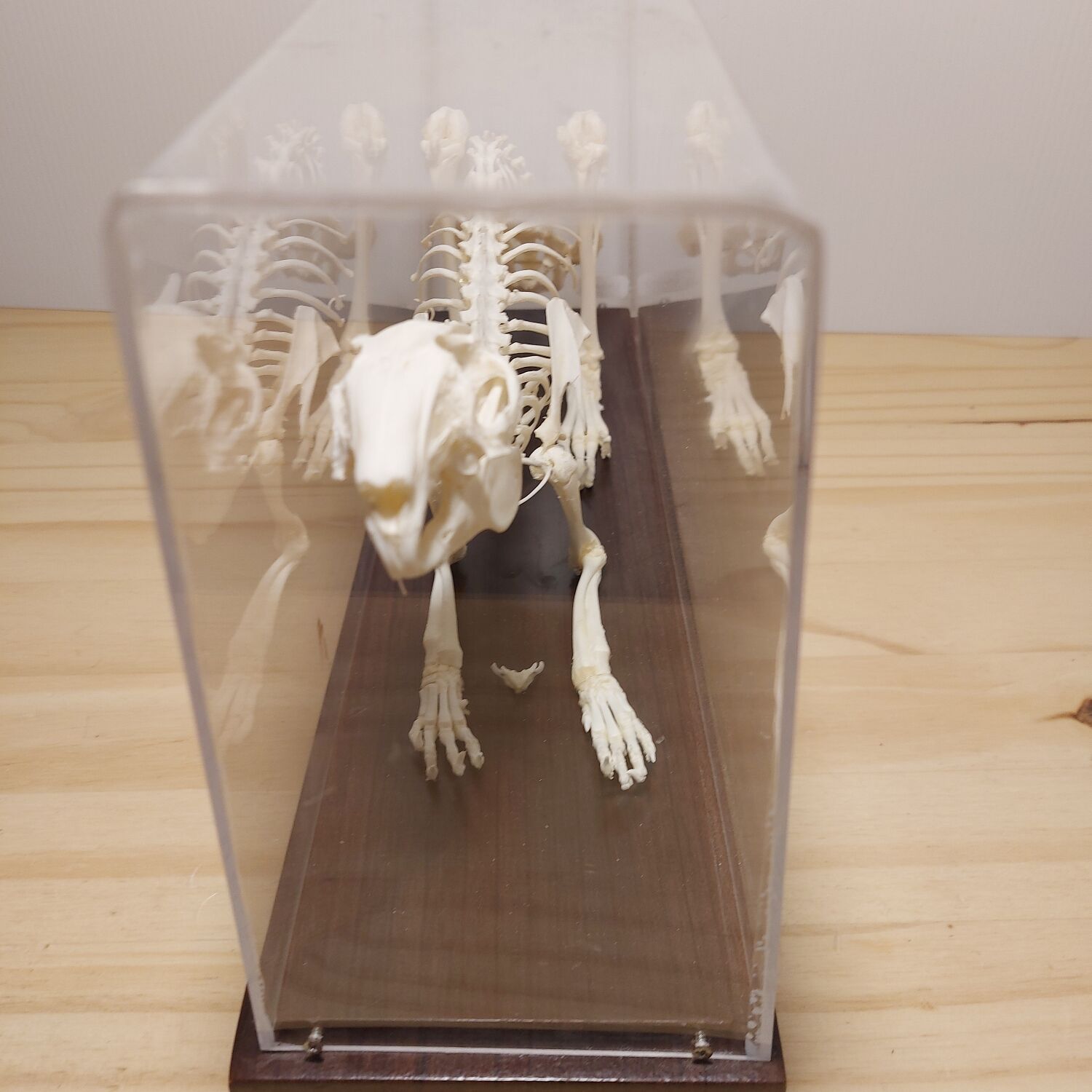 Rabbit skeleton under bell