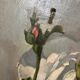 Huile sur toile « les roses »