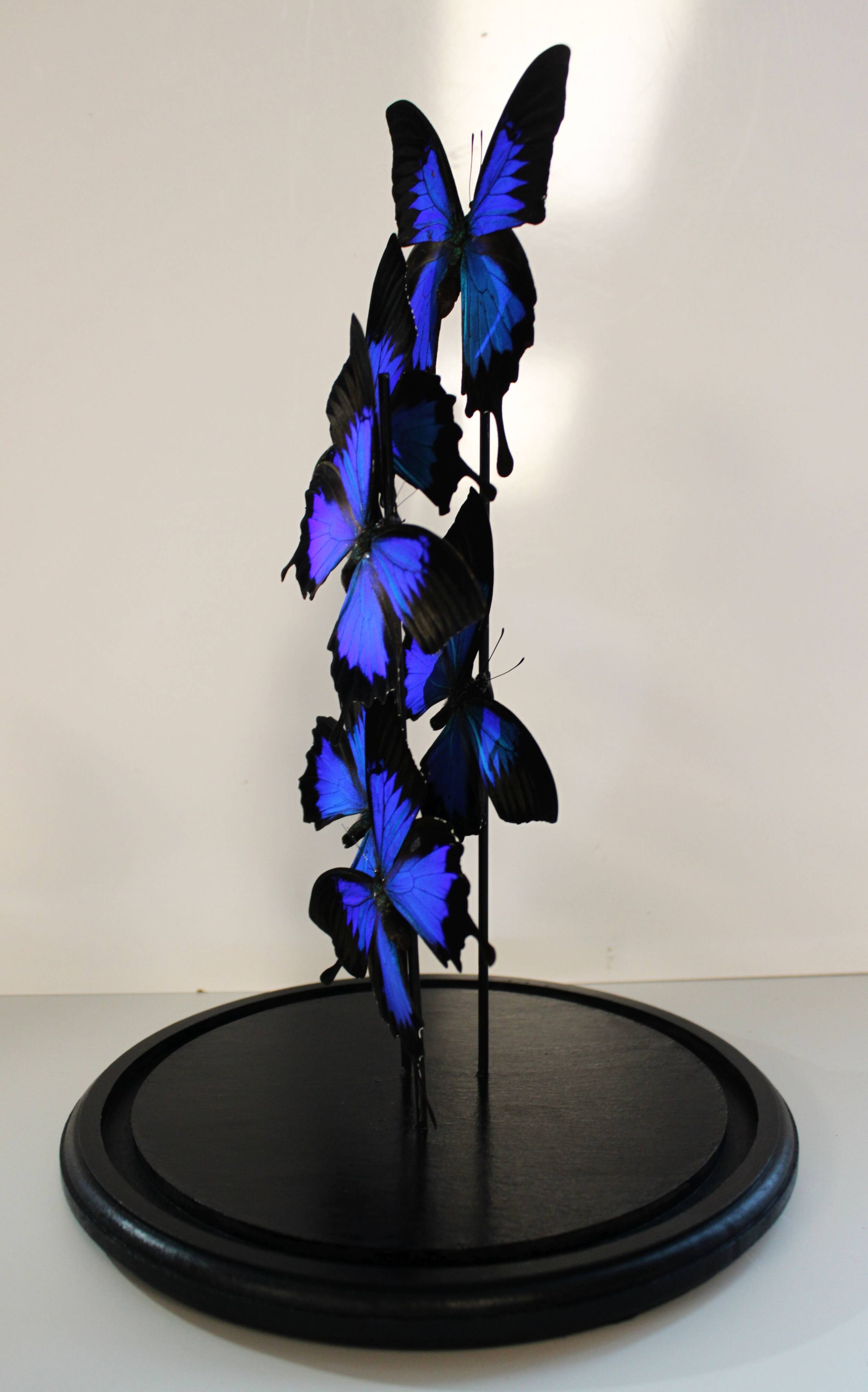 Flight of butterflies under globe.