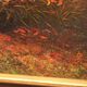 Painting with frame signed Patrigeon oil on canvas Pampas herbs